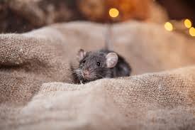 Liberally apply it where the vermin is seen and they will leave. What Smell Will Keep Rats Away Best Scent Repellent