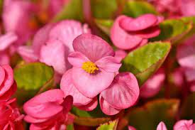 17 Dog Safe Plants You Can Add To Almost Any Garden Right Now Deer Resistant Plants Plants Greenhouse Plants