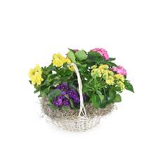 Sandra Wolcott Obituary