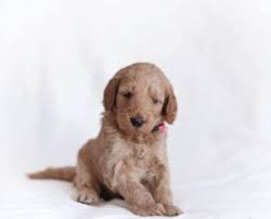 Florida #1 goldendoodle breeder, 5 star rated on google review. Top 6 Goldendoodle Breeders In Florida 2021 We Love Doodles
