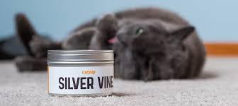 Helps release harmful plaque and calculus, prevent bad breath, promote cat's oral health, and chew. Silver Vine For Cats Kitty S Next Fave Learn More On Litter Robot Blog