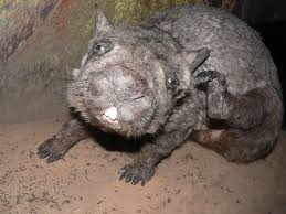 Image result for Northern hairy-nosed wombat