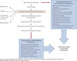 Developmental Toxicology Casarett Doulls Toxicology