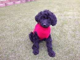 If you are looking for a breeder who can educate you further about the breed and help you find your new family member, you are in the right place. My 8 Week Old Black Goldendoodle Puppy Minnie She Is Amazing Goldendoodle Puppy Goldendoodle Puppies