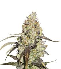 It's made by crossing zkittlez with gelato and is loved for its incredibly fruity flavor profile that smells just like a bag of the sugary candy. Runtz Strain Seed Stockers Indica Thc 20