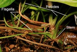 Image result for Cercestis congensis