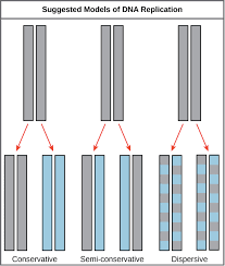 Mode Of Dna Replication Meselson Stahl Experiment Article Khan Academy