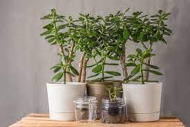 The Low Temperature For Jade Plants