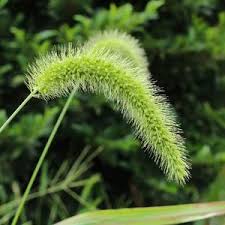 Image result for Setaria grandis