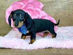 All of our dachshund parents are pure blooded dachshunds, registered with akc, and are all part of our family. Dachshund Dog Female Black Tan 2721176 Petland Athens Oh