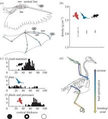 First, this new servo had a titanium gear train that would stand up to a lot of abuse. Inspiration For Wing Design How Forelimb Specialization Enables Active Flight In Modern Vertebrates Journal Of The Royal Society Interface