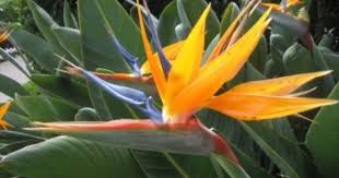 Propagation Bird Of Paradise Rhizome Splitting Bird Of Paradise Information On Dividing Bird Of Paradise Plants Birds Of Paradise Plant Paradise Plant Birds Of Paradise Flower