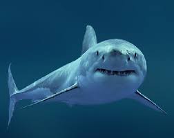Maybe you would like to learn more about one of these? Rating Dangerous Sharks The Most Bloodthirsty Sharks Of The World