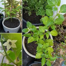 Chocolate plants � (pseuderanthemum alata) are a beloved heirloom plant in texas and other parts of the south. Capsicum Chinense Chocolate Habanero Chilli Chocolate Habanero In Gardentags Plant Encyclopedia