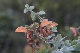 Image result for Xysmalobium alatum