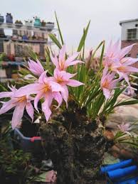 Image result for Xerophyta trichophylla