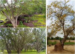 Image result for Pterocarpus lucens