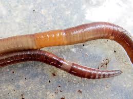 They can eat up to a third of their body weight in a single day. Jumpers Versus Nightcrawlers Know Which Worms Are In Your Garden