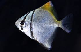 Image result for Monotes engleri