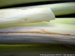 Image result for phytomyza gymnostoma