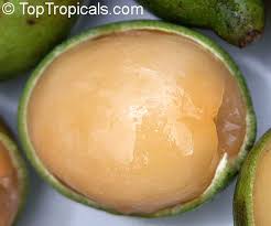 Image result for Melicoccus