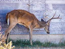 Howell County Added To Cwd Management Zone Ozark Radio News
