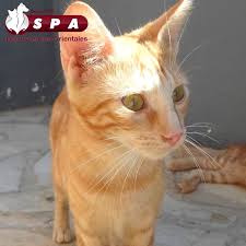 Rouquette Est Un Femelle Europeenne De 3 Ans C Est Un Chat De Couleur Rousse Pesant Environ 3 Kg Refuge Animalier Animalier Animaux