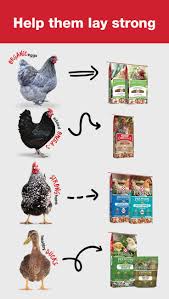 How To Switch To A Chicken Layer Feed Chicken Layer Feed Layer Feed Chicken Feed