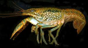 Image result for Crepidomanes fallax