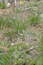 Image result for Turritis