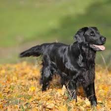 Maybe you would like to learn more about one of these? Flat Coated Retriever Dog Breed Everything About Flat Coated Retrievers