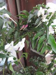 About jasminum (oleaceae) stephanense this vigorous climber remains evergreen most years and can reach 23′(7m). Jasminum Stephanense Rosa Duftjasmin Stephanense Www Online Pflanzenversand De