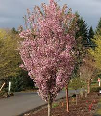 Image result for Prunus