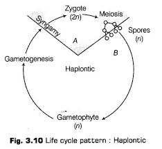 Life cycle of bryophytes class 11 diagram. Plant Kingdom Class 11 Notes Biology Chapter 3 Cbse Tuts