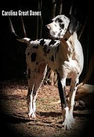 North carolina great dane rescue groups. Carolina Great Danes Home