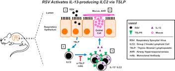 Respiratory syncytial virus (rsv) causes infections of the lungs and respiratory tract. Respiratory Syncytial Virus Infection Activates Il 13 Producing Group 2 Innate Lymphoid Cells Through Thymic Stromal Lymphopoietin Sciencedirect