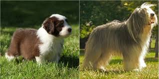 Teacup dogs are generally considered the smallest dog in a toy litter, usually weighing between 2 and 5 pounds. Dog Breeds That Look Totally Different As Puppies