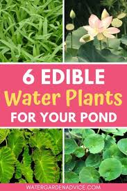 6 Edible Water Plants For Your Pond Pond Plants Water Plants Water Garden