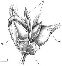 Image result for Carex echinochloe