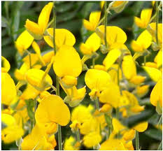 Image result for Crotalaria spectabilis