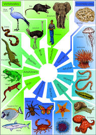 Classification Of Living Things Biodiversity Siyavula