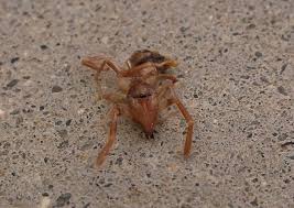 How big camel spiders get. Camel Spider Or Wind Scorpion Virily