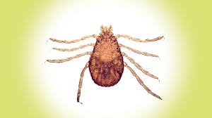 Rocky Mountain Spotted Fever Is One Of The Country S Deadliest Tick Diseases Consumer Reports Has Rocky Mountain Spotted Fever Rocky Mountains Fever Symptoms