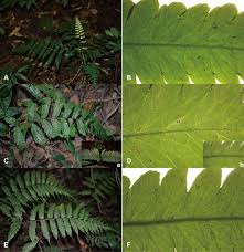 Image result for Bolbitis