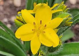 Image result for Hypoxis nyasica