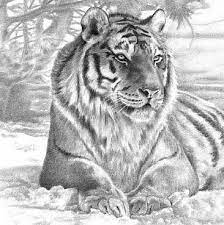 Podiuminfo brengt nieuws en informatie over concerten in nederland en belgië. Pin By Angie Place On Coloring Book Big Cats Art Cat Art Animal Drawings