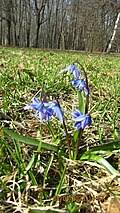 Image result for Scilla benguellensis