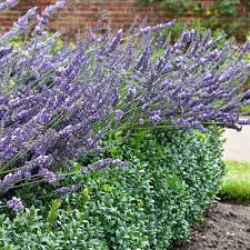 Lavender hedges make fantastic windbreaks. English Lavender Plants Lavender Munstead Hedges Direct