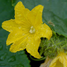 Image result for Cucumis meeusei