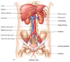 The medial border has a marked depression. Anatomy Of The Kidneys